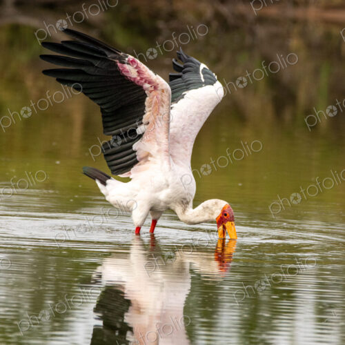 A yellow-billed stork, Mycteria ibis, sticking its beak in water and wings flapping. A yellow-billed stork, Mycteria ibis, sticking its beak in water and wings flapping.