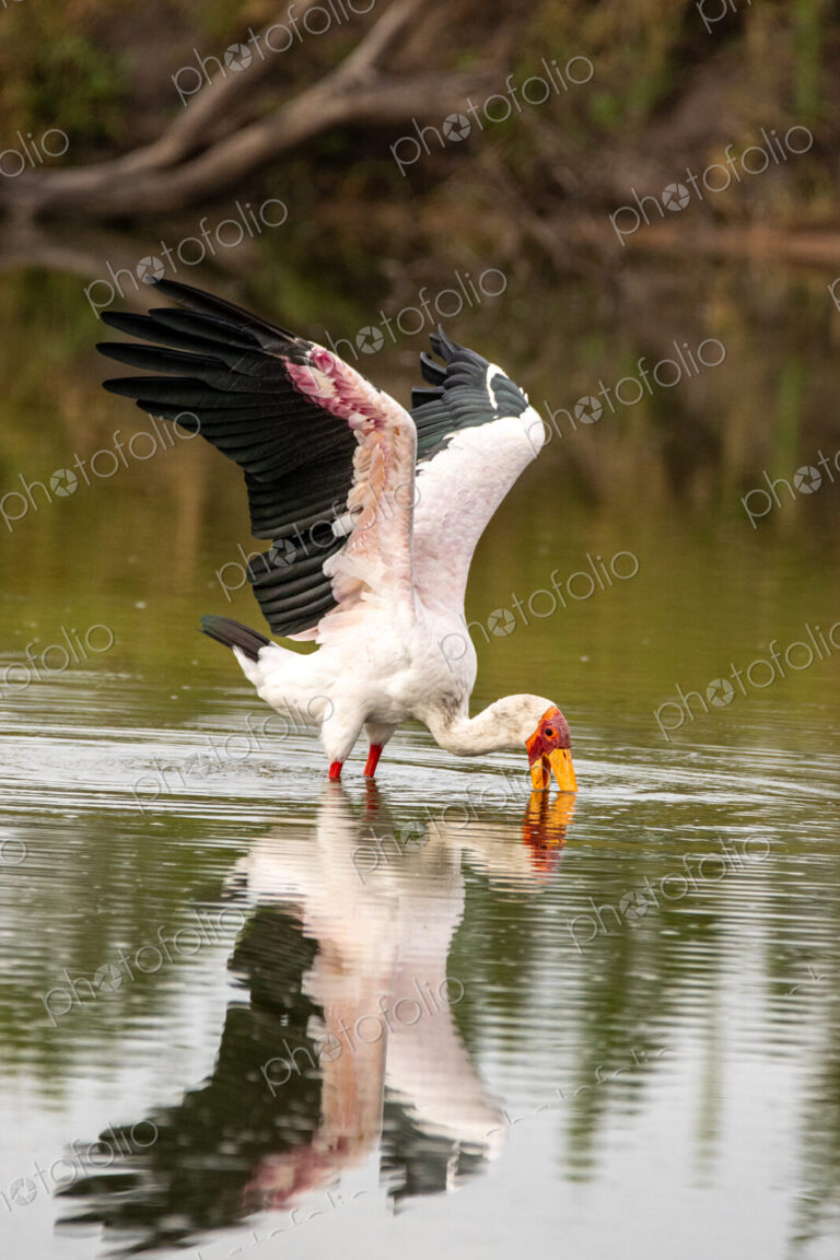 A yellow-billed stork, Mycteria ibis, sticking its beak in water and wings flapping.