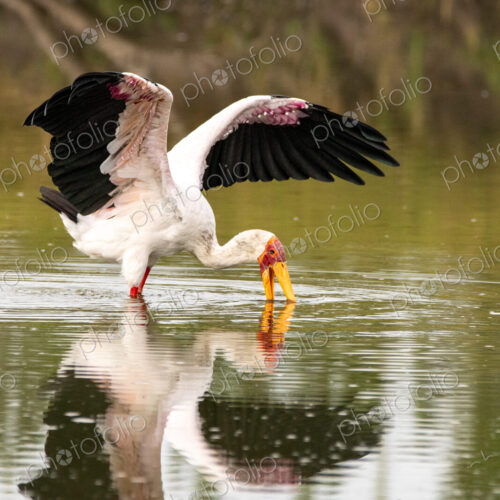 A yellow-billed stork, Mycteria ibis, sticking its beak in water and wings flapping. A yellow-billed stork, Mycteria ibis, sticking its beak in water and wings flapping.