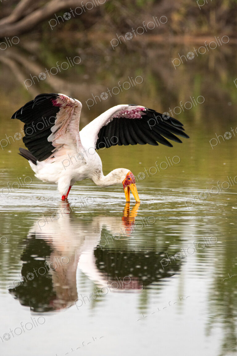 A yellow-billed stork, Mycteria ibis, sticking its beak in water and wings flapping.