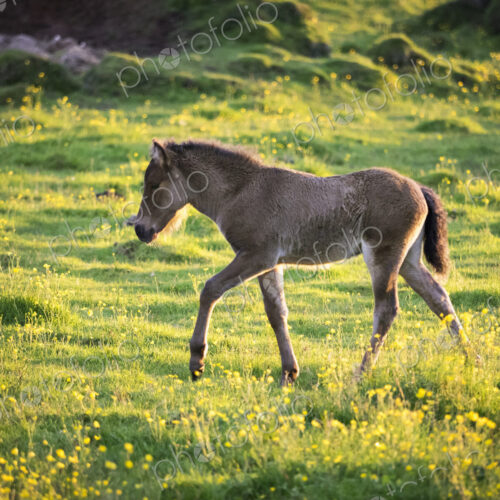 A yong foal walking through long grass under the sunlit summer nights of the midnight sun. A yong foal walking through long grass under the sunlit summer nights of the midnight sun.
