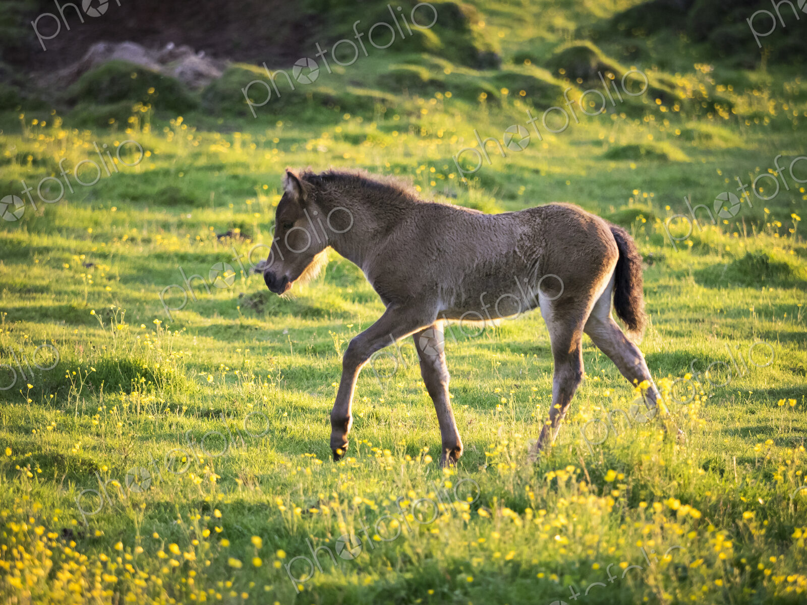 A yong foal walking through long grass under the sunlit summer nights of the midnight sun.