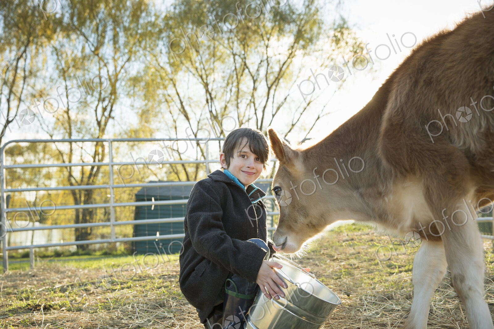 A young boy feeding a calf by bucket in a paddock at an sanctuary.