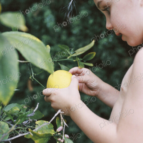 A young child picking a lemon from a tree.