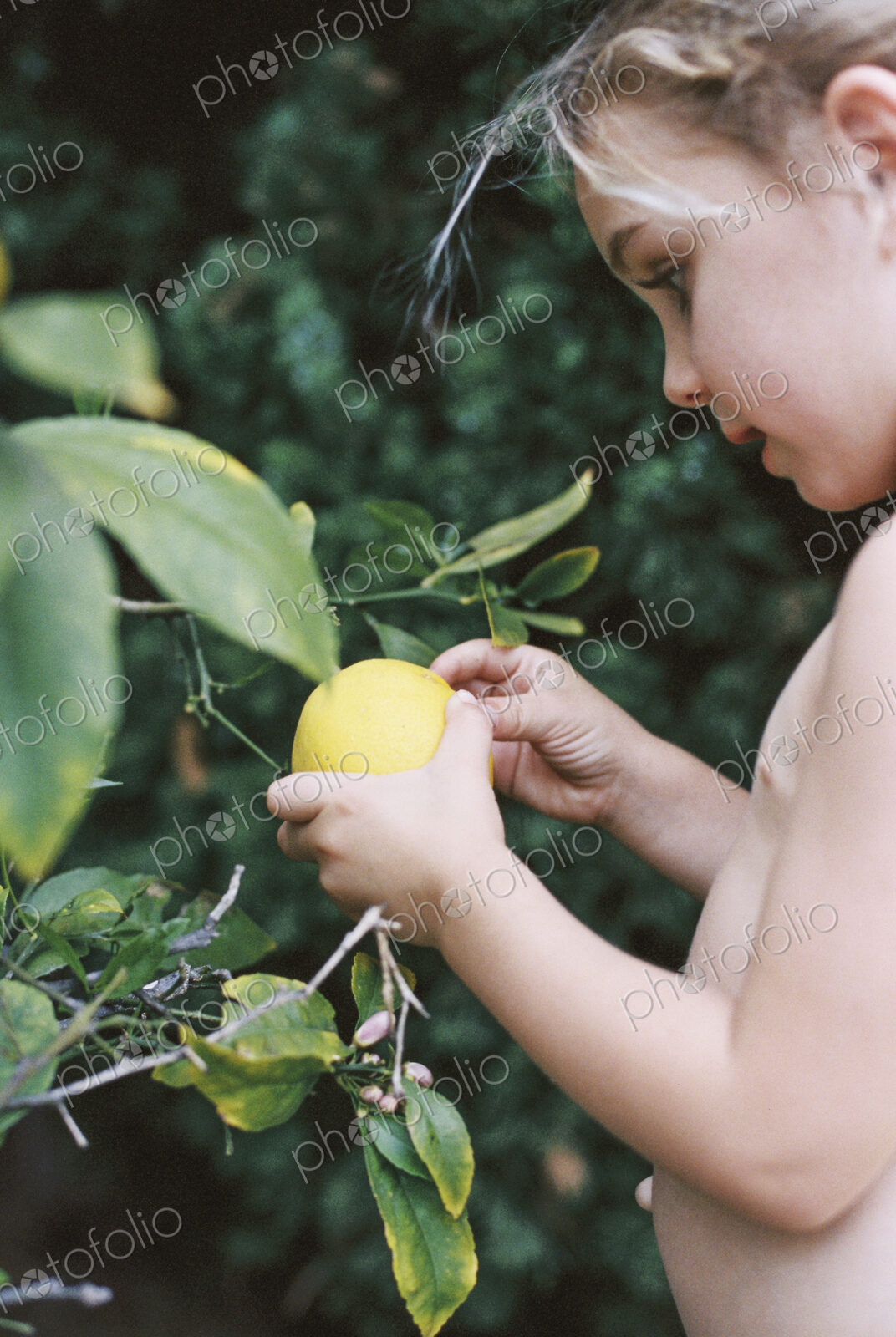 A young child picking a lemon from a tree.