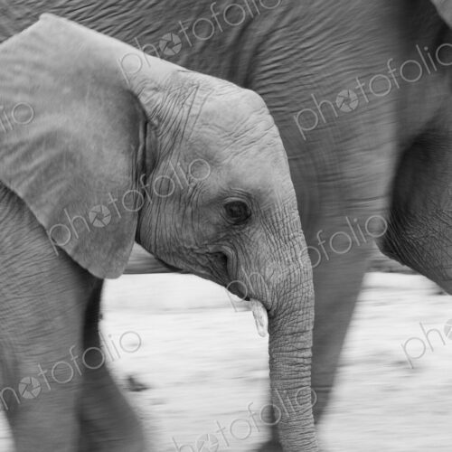 A young elephant, Loxodonta africana, walks side by side with another elephant, black… A young elephant, Loxodonta africana, walks side by side with another elephant, black…