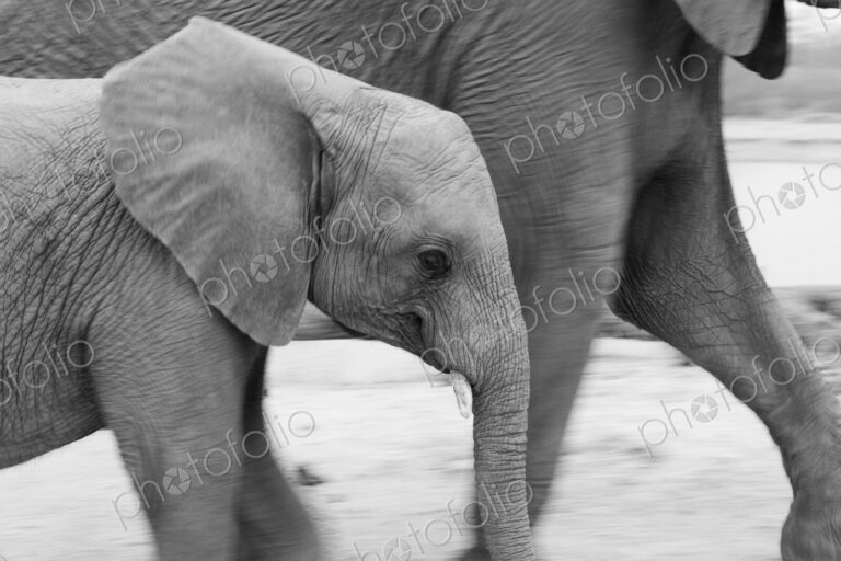 A young elephant, Loxodonta africana, walks side by side with another elephant, black…
