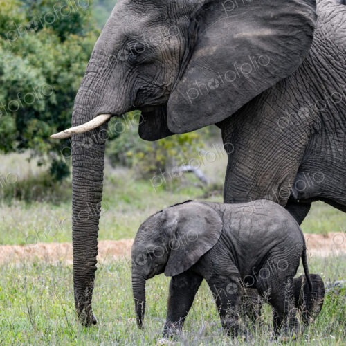 A young elephant calf, Loxodonta africana, standing next to its mother. A young elephant calf, Loxodonta africana, standing next to its mother.