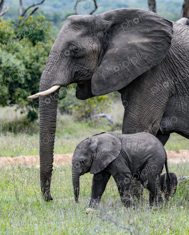 A young elephant calf, Loxodonta africana, standing next to its mother.