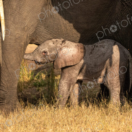 A young elephant calf, Loxodonta africana, standing next to its mother.