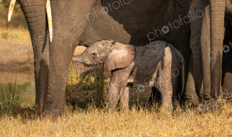 A young elephant calf, Loxodonta africana, standing next to its mother.