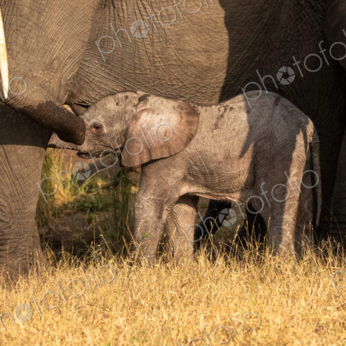 A young elephant calf, Loxodonta africana, standing next to its mother.