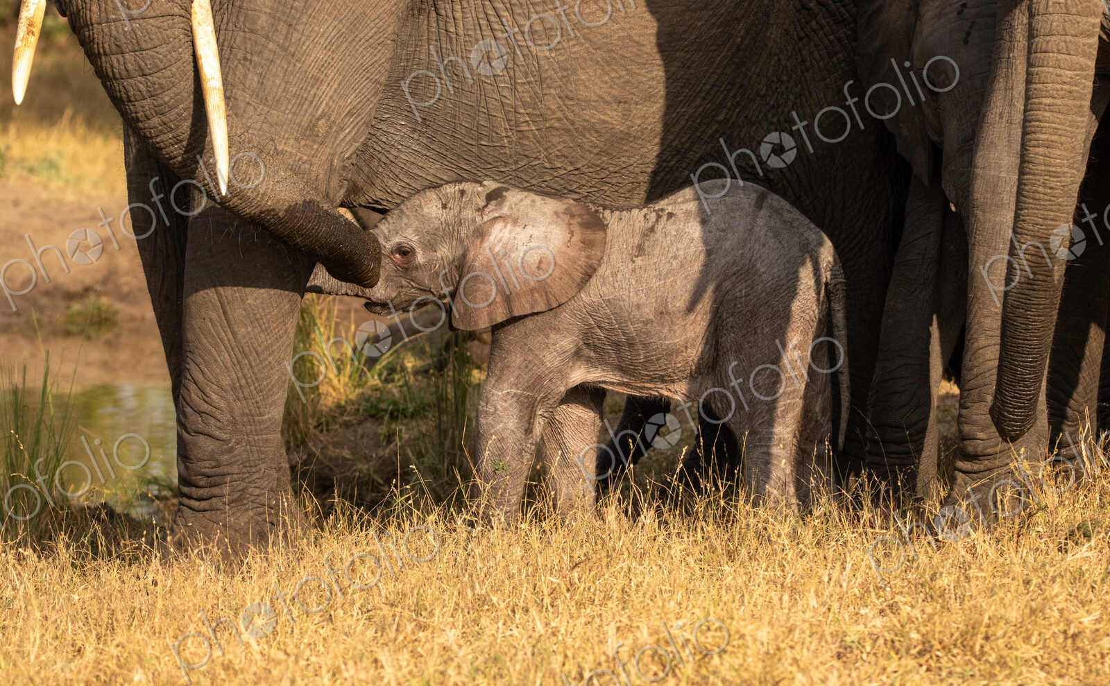 A young elephant calf, Loxodonta africana, standing next to its mother.
