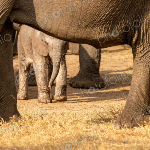 A young elephant calf, Loxodonta africana, standing next to its mother.