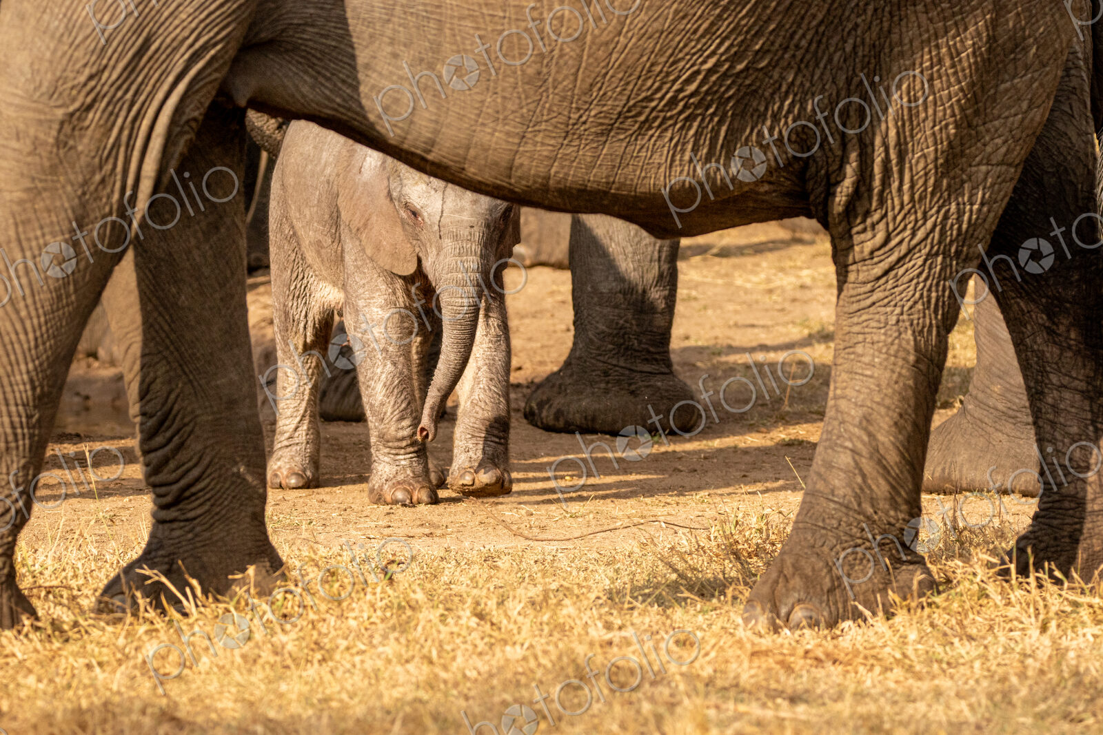 A young elephant calf, Loxodonta africana, standing next to its mother.