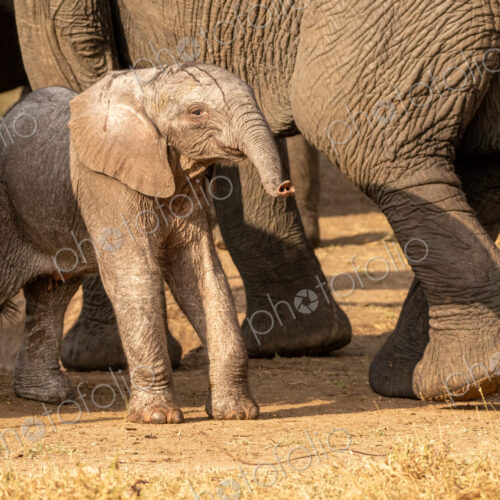 A young elephant calf, Loxodonta africana, standing next to its mother.