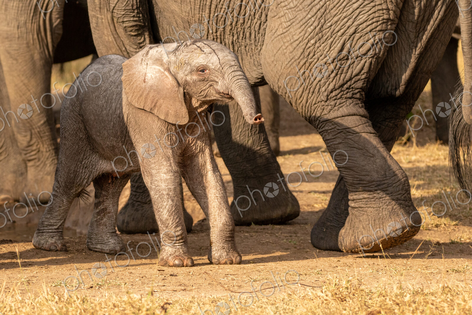 A young elephant calf, Loxodonta africana, standing next to its mother.
