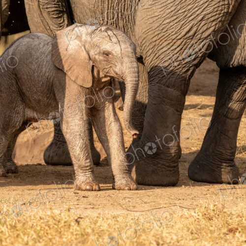 A young elephant calf, Loxodonta africana, standing next to its mother.
