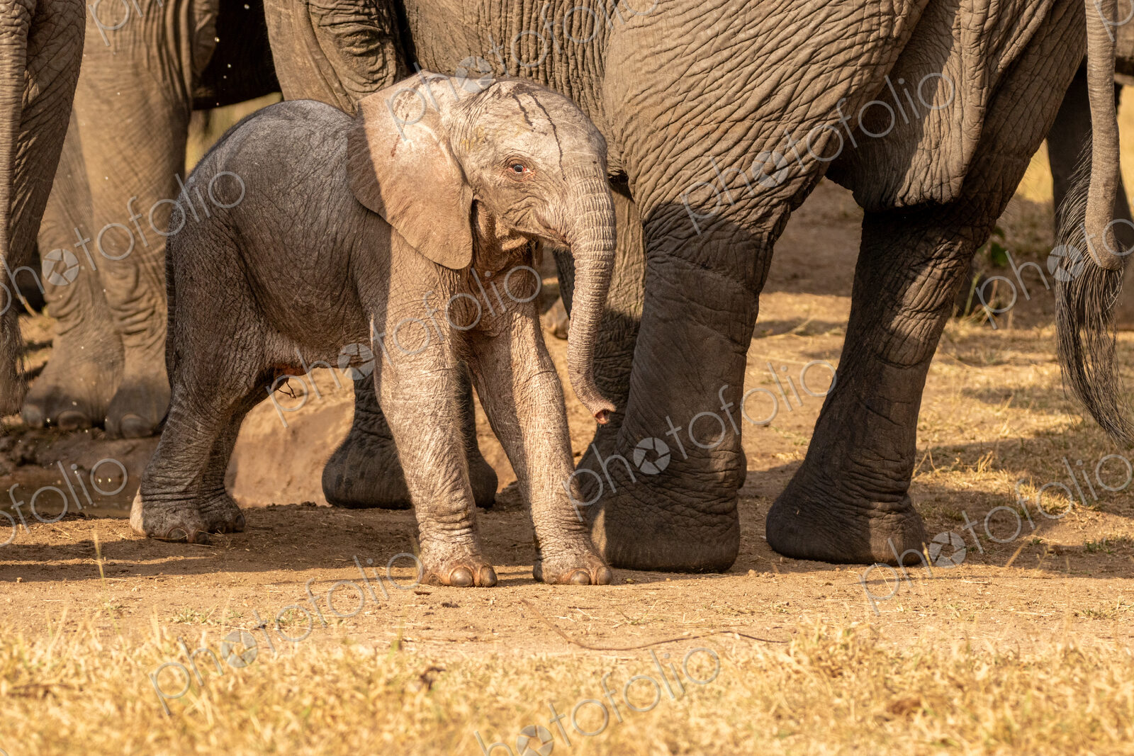 A young elephant calf, Loxodonta africana, standing next to its mother.