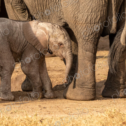 A young elephant calf, Loxodonta africana, standing next to its mother.