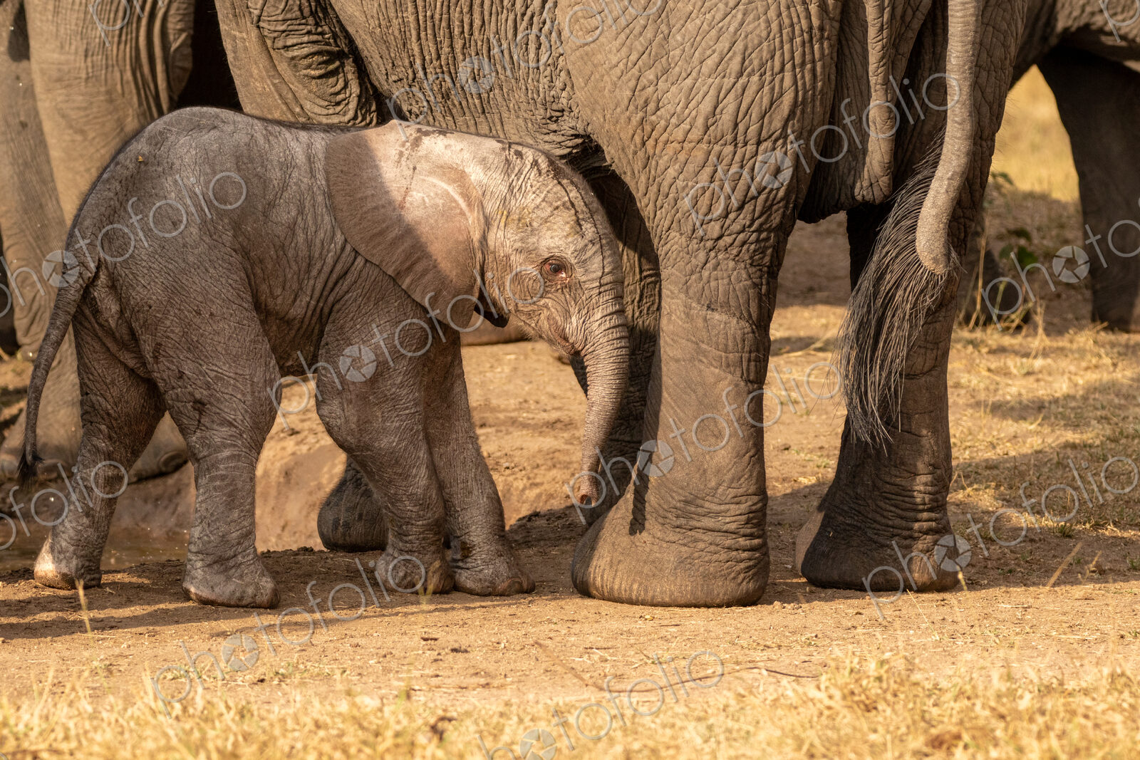 A young elephant calf, Loxodonta africana, standing next to its mother.