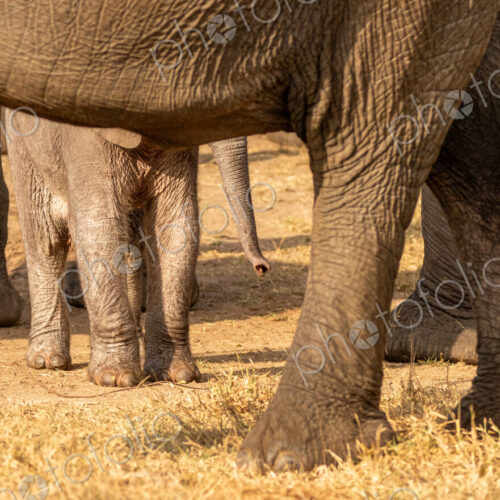 A young elephant calf, Loxodonta africana, standing next to its mother.