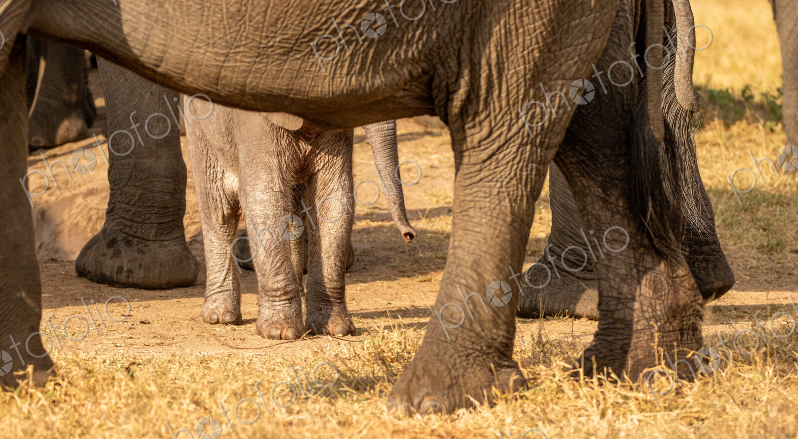 A young elephant calf, Loxodonta africana, standing next to its mother.