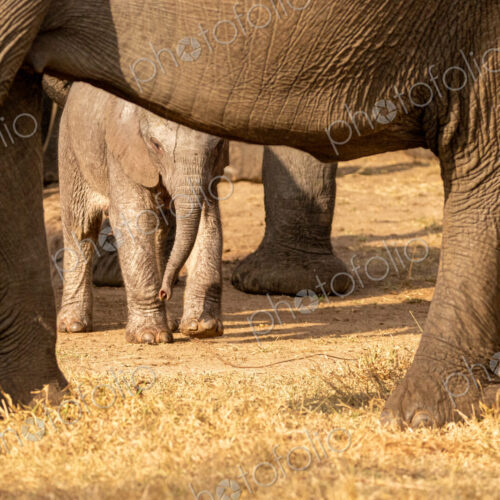 A young elephant calf, Loxodonta africana, standing next to its mother.
