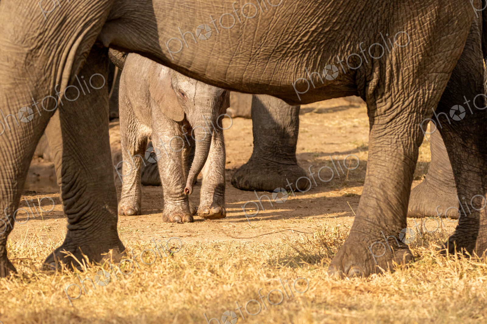 A young elephant calf, Loxodonta africana, standing next to its mother.