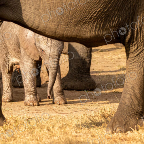 A young elephant calf, Loxodonta africana, standing next to its mother.