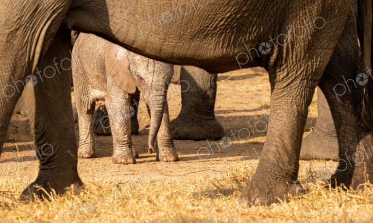 A young elephant calf, Loxodonta africana, standing next to its mother.