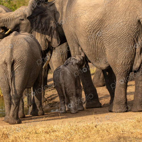 A young elephant calf, Loxodonta africana, standing next to its mother.