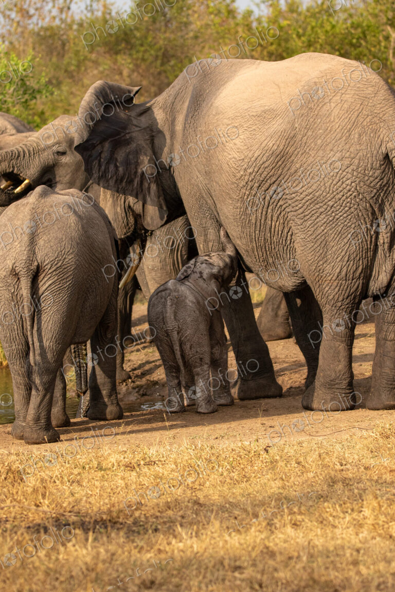 A young elephant calf, Loxodonta africana, standing next to its mother.
