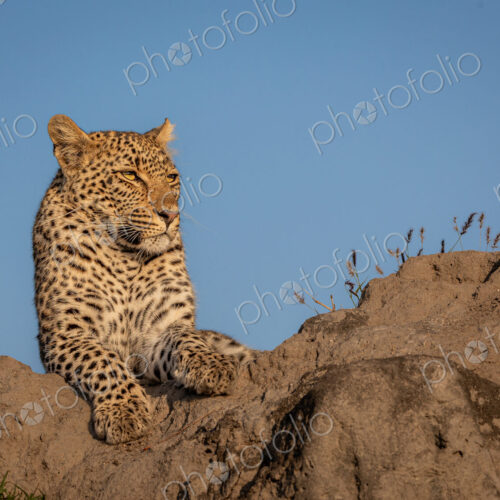 A young female leopard, Panthera Pardus, Lying on a mound, golden light. A young female leopard, Panthera Pardus, Lying on a mound, golden light.