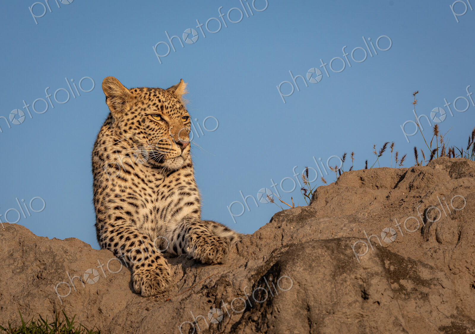 A young female leopard, Panthera Pardus, Lying on a mound, golden light.
