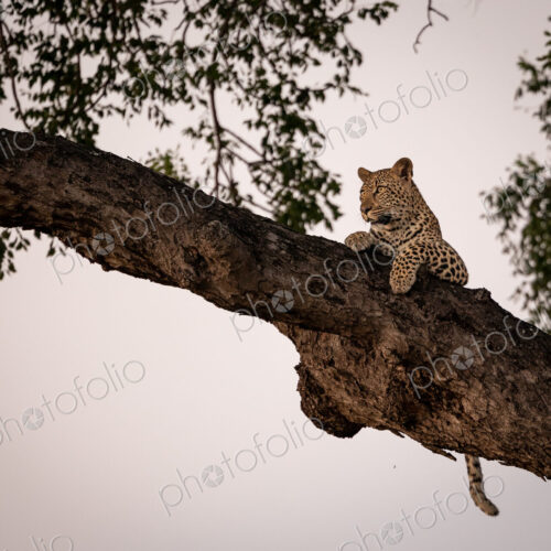 A young female leopard, Panthera Pardus, lying in a marula tree, Sclerocarya birrea. A young female leopard, Panthera Pardus, lying in a marula tree, Sclerocarya birrea.