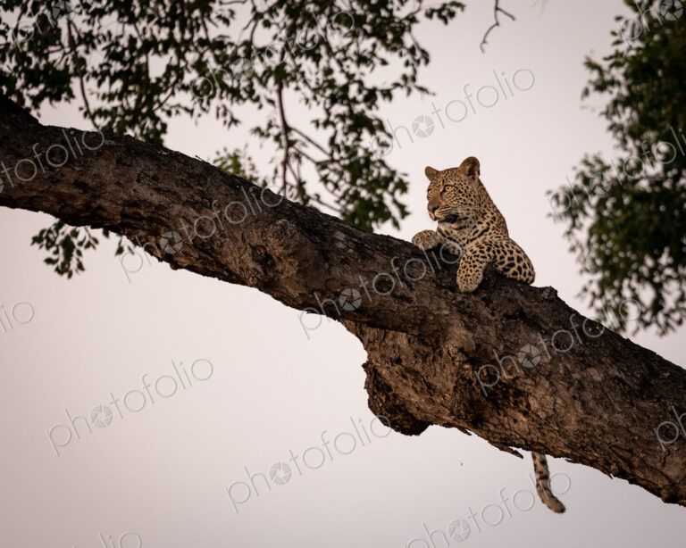 A young female leopard, Panthera Pardus, lying in a marula tree, Sclerocarya birrea.