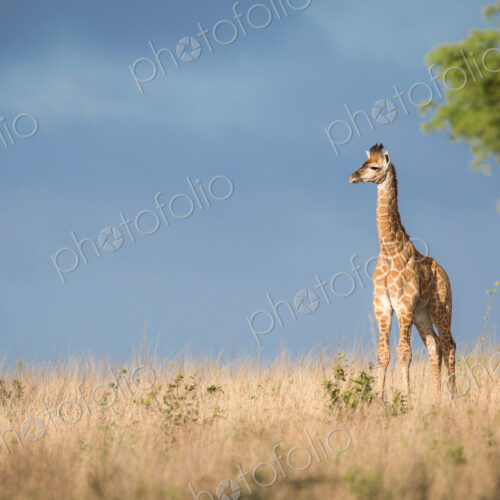 A young giraffe calf, Giraffa camelopardalis, stands in the sun in brown grass,… A young giraffe calf, Giraffa camelopardalis, stands in the sun in brown grass,…