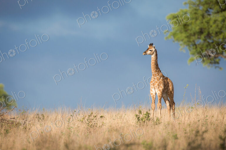 A young giraffe calf, Giraffa camelopardalis, stands in the sun in brown grass,…