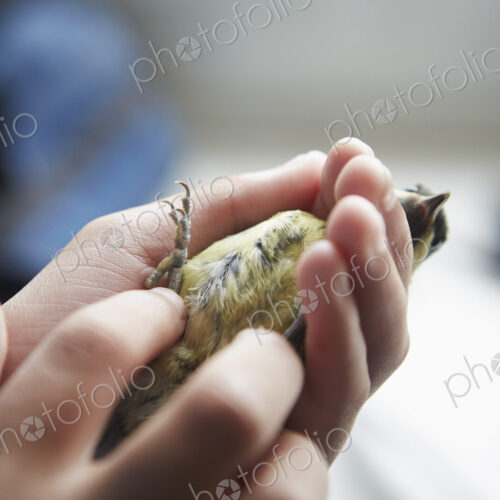 A young girl, a birdwatcher and nature lover, holding a small wild bird in her hands.