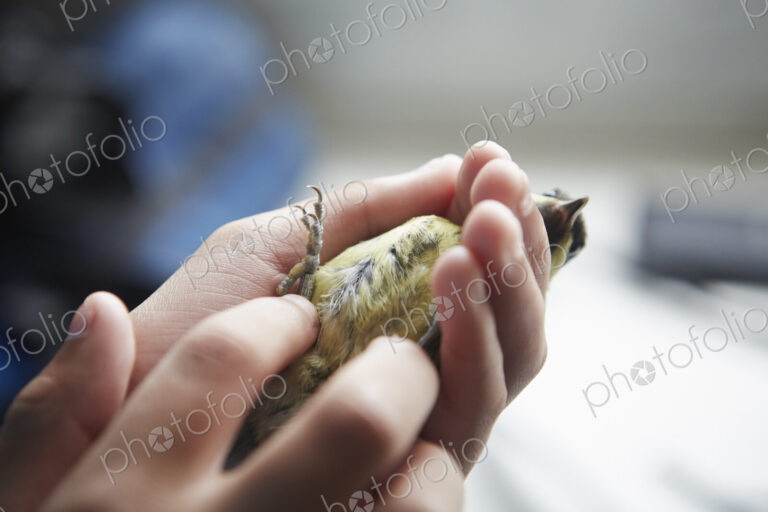 A young girl, a birdwatcher and nature lover, holding a small wild bird in her hands.