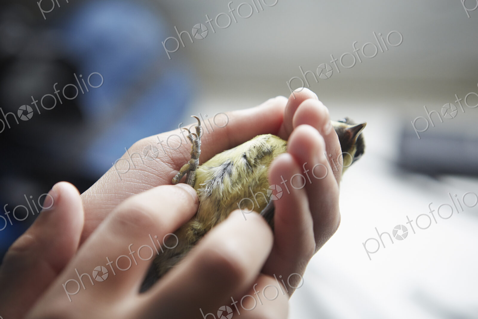 A young girl, a birdwatcher and nature lover, holding a small wild bird in her hands.