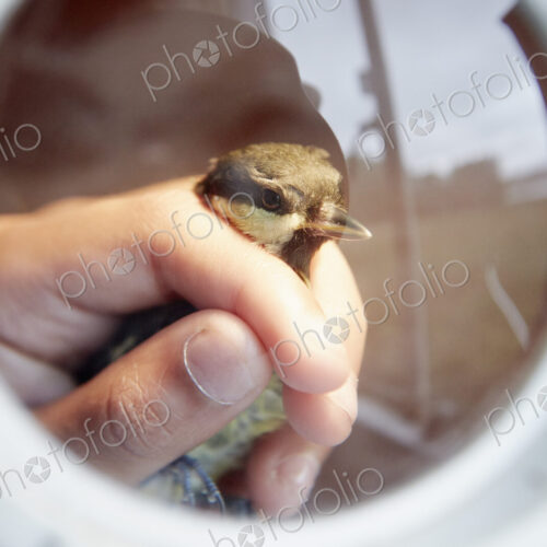 A young girl, a birdwatcher and nature lover, holding a small wild bird in her hands.