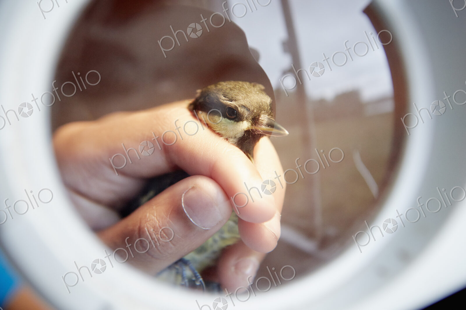 A young girl, a birdwatcher and nature lover, holding a small wild bird in her hands.