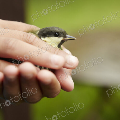 A young girl, a birdwatcher and nature lover, holding a small wild bird in her hands.