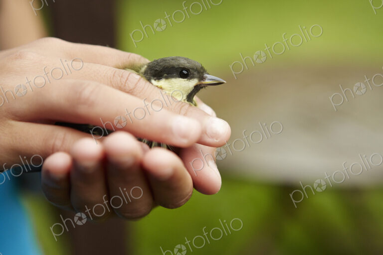 A young girl, a birdwatcher and nature lover, holding a small wild bird in her hands.