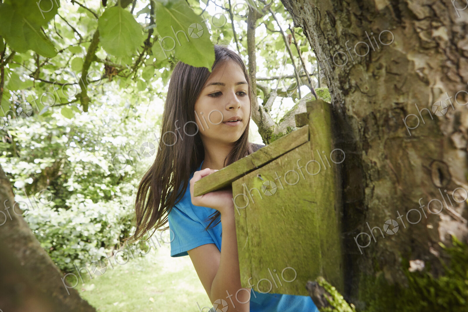 A young girl, a birdwatcher, checking a nesting box on a tree trunk.