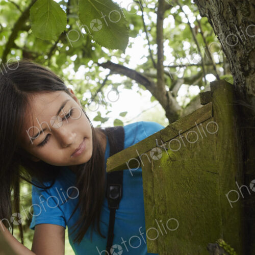 A young girl, a birdwatcher, checking a nesting box on a tree trunk.