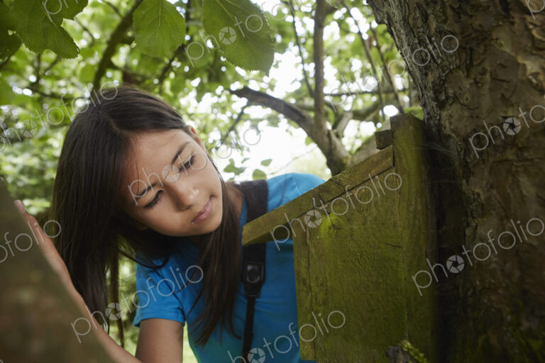 A young girl, a birdwatcher, checking a nesting box on a tree trunk.
