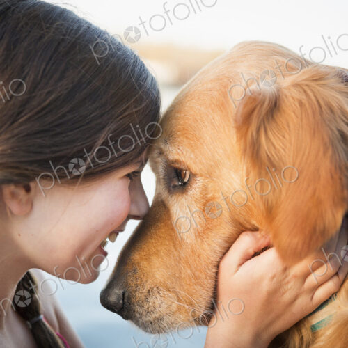 A young girl and a golden retriever dog, nose to nose. A young girl and a golden retriever dog, nose to nose.